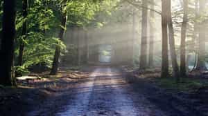 Take a full day safari through the Bori reserve