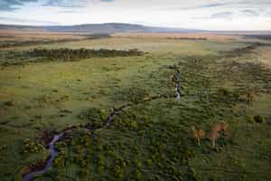 Serengeti