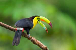See the birds in the Rainforest Discovery Center