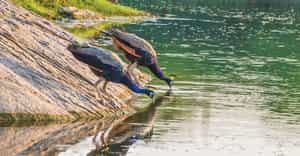Explore the beauty of Pali's wildlife on a safari