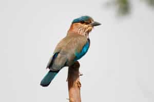 Learn the art of birdwatching in Rajasthan