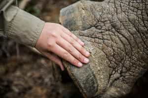 Rhino monitoring drive at Great Fish River Lodge
