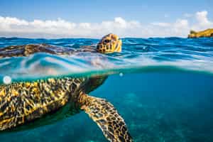 Spot sea turtles in Fernando de Noronha