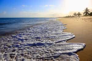 Discover the beach of Praia do Forte, Salvador