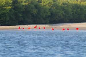 Spot the wildlife of Lencois Maranhenses