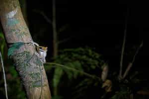 Observe nocturnal wildlife in the Brazilian Amazon