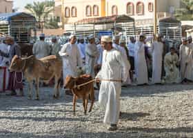 Visit the livestock market in Nizwa