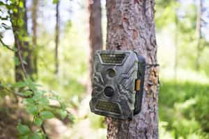 Set up camera traps in the Eastern Cape
