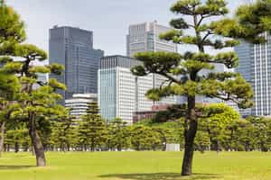 Walk in Kokyo Gaien National Garden, Tokyo