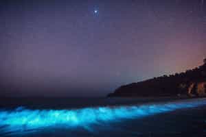 Witness bioluminescent waters in Bocas del Toro
