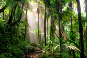 Hike through Isla Palenque's Forests