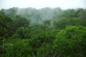 Amazonas