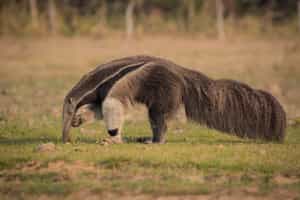 See wildlife on a walking safari in Para