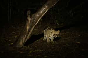 Spot nocturnal wildlife in Mato Grosso