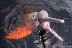 Spot pink river dolphins in the Amazonas