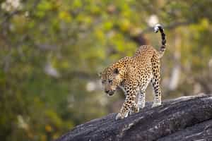 Take a day wildlife safari to Kumana National Park