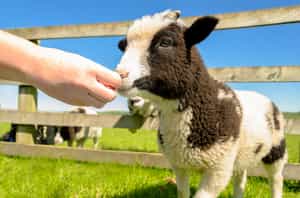 Visit a Farm