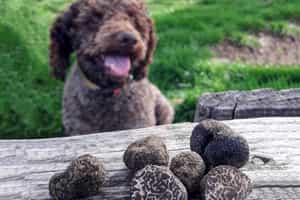 Embark on an unforgettable truffle-hunting adventure