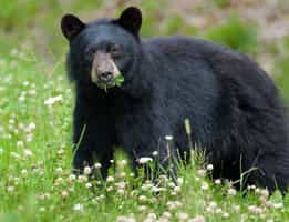 Spot unique wildlife in the Annapurna region 