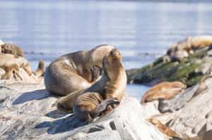 See wildlife on a boat trip in the Lake District