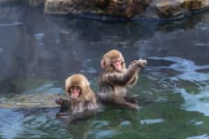 Take a trip to Jigokudani Monkey Park, Nagano