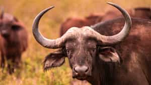 Track wildlife in Manyoni Private Game Reserve
