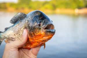 Go piranha fishing in Pacaya Samira National Park