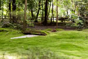 Walk around the Hiyo Moss Garden, Kanazawa