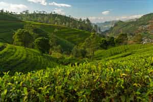 See Sri Lanka's tea plantations and hill country