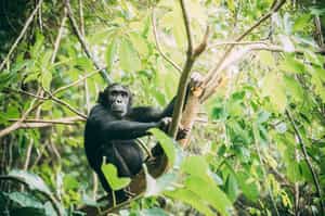 Chimp trekking in the Mahale Mountains