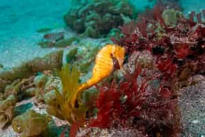 Enjoy the Indigo Seahorse Adventures in Vilanculos