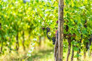 Tour a winery in Perugia