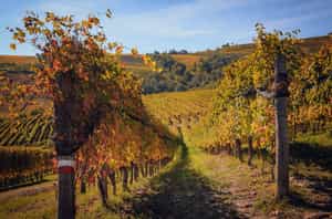 Discover the wine farms of Upper Monferrato
