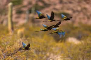 Spot Salta's diverse birdlife