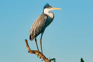 Go on a birdwatching safari in Esteros del Iberá