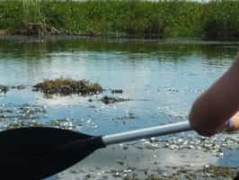 Explore Esteros del Iberá on a kayaking safari