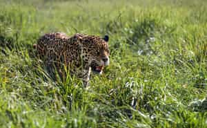 Learn about wildlife with Rewilding Argentina