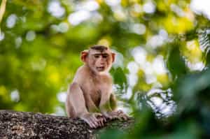 Spot various wildlife in the Cardamom Mountains