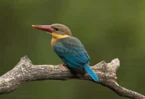 Go birdwatching in the Cardamom Mountains