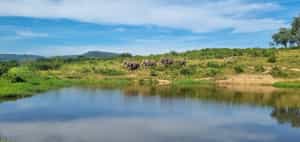 Encounter gentle giants at Elephant Whispers