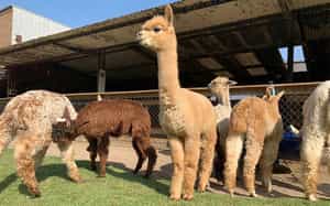 Visit Quintessence Alpaca Farm