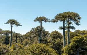 Hike among living fossils in Huerquehue