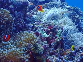 See the underwater world of Kerama & Kume Islands
