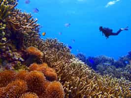 Scuba dive in the waters of the Miyako Islands