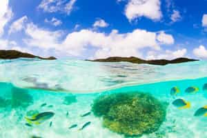 Go on a snorkeling excursion in Yaeyama Islands
