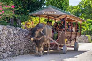 Enjoy a water buffalo cart ride in Yaeyama Islands