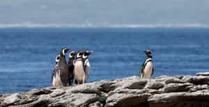 Spot penguins galore on Carcass Island