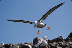 Watch albatross come in to land on Saunders