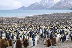 Walk amongst millions of penguins