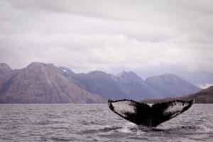 Watch whales in Chile's Francisco Coloane park